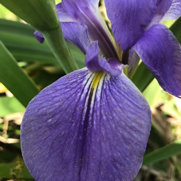 Meet your Posher, Mitzi - Picture 2 of 4